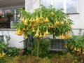 معرفی و راهنمای پرورش گیاهان زینتی فضای باز - تاتوره معطر